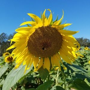 Meet your Posher, Nikki